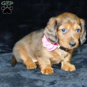 Jewel- mini, Dachshund Puppy